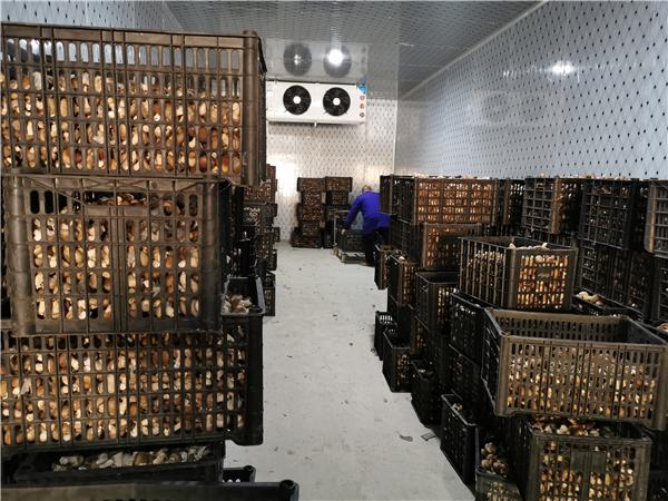 保鮮冷庫存放鮮香菇溫度多少度比較合適？